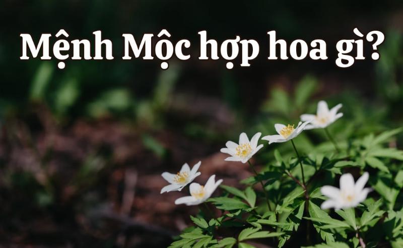 Bó hoa forget-me-not màu xanh nhỏ xinh, biểu tượng của tình yêu chân thành và những kỷ niệm, phù hợp với nữ sinh mệnh Thủy 2003